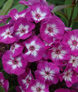 Phlox pan. 'Uspech'