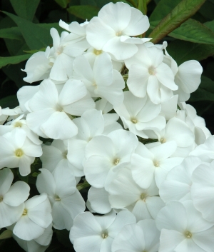 Phlox pan. 'White Admiral'