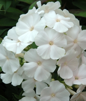 Phlox pan. 'White Sparr'