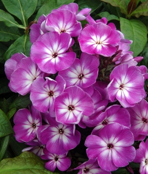 Phlox pan. 'Wilhelm Kesselring'