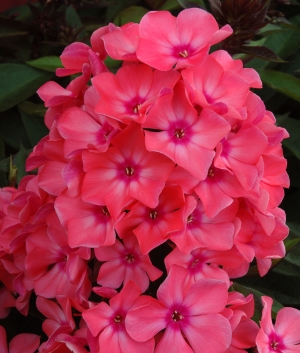 Phlox pan. 'Windsor'