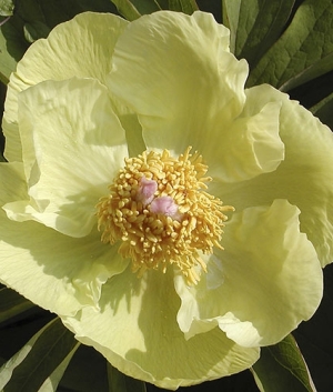 Paeonia mlokosewitchii