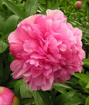 Paeonia off. 'Rosea Plena'