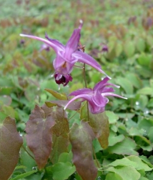 Epimedium gr.fl. 'Lilafee'