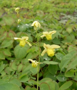 Epimedium versicolor 'Sulphureum'