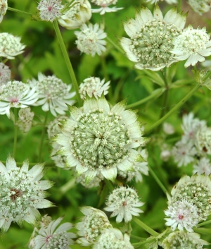 Astrantia maj. 'Shaggy'