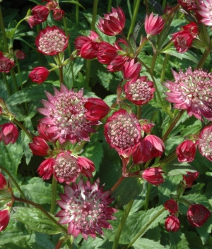 Astrantia maj. 'Claret'