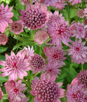 Astrantia maj. 'Lola'