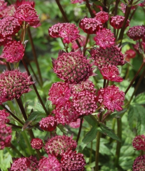 Astrantia maj. 'Moulin Rouge' ®