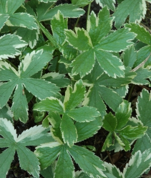 Astrantia maj. 'Sunningdale Variegated'