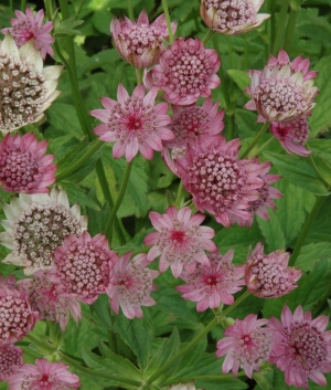 Astrantia maxima 'Rosea'