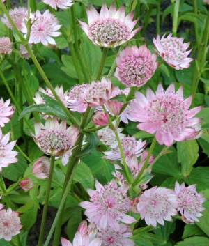 Astrantia maj. 'Rosalee'