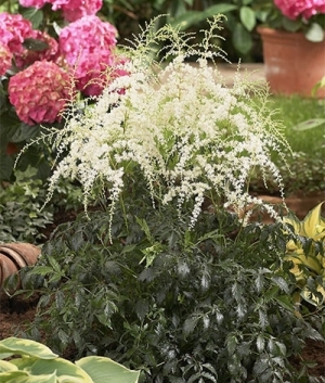 Astilbe simpl. 'White Sensation' ®