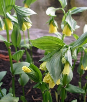 Disporum flavens