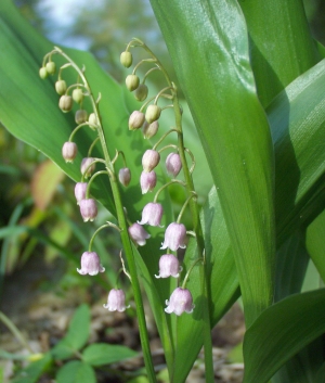 Convallaria majalis 'Rosea'