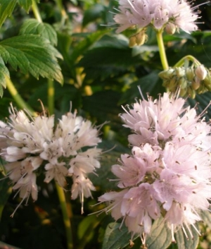 Hydrophyllum virginianum