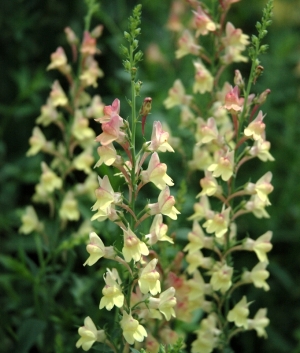 Linaria 'Peachy'