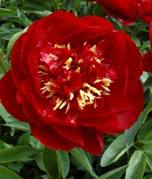 Paeonia 'Buckeye Belle'