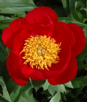 Paeonia 'Scarlet O'Hara'