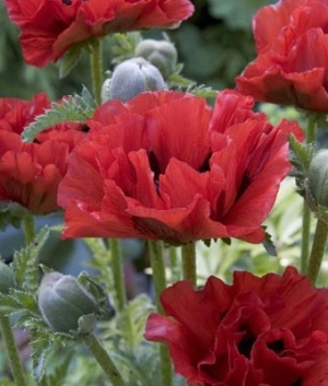 Papaver orientale 'King Kong'