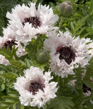 Papaver orientale 'Miss Piggy' ®