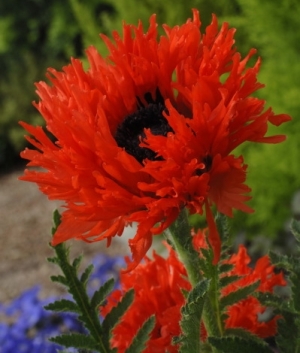 Papaver orientale 'Ruffled Prince of Orange' ®