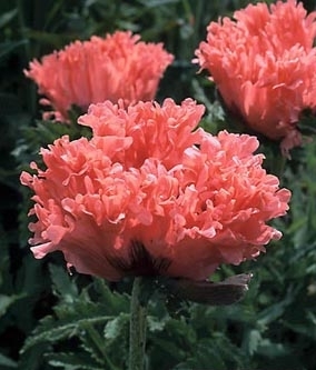 Papaver orientale 'Fancy Feather' ®