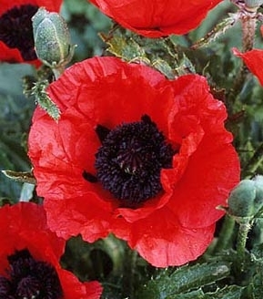 Papaver orientale 'Inferno'