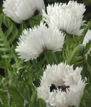 Papaver orientale 'White Ruffles' ®