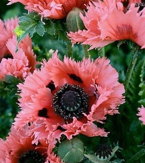 Papaver orientale 'Pink Ruffles' ®