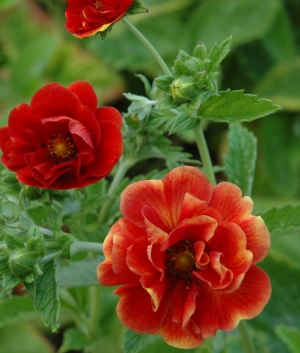 Potentilla 'Arc en Ciel'