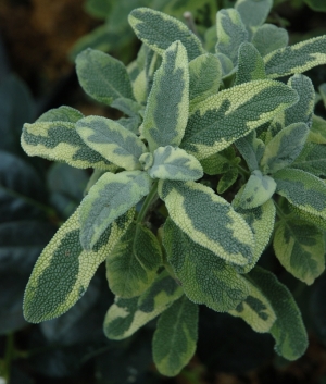 Salvia off. 'Creme de la Menthe'