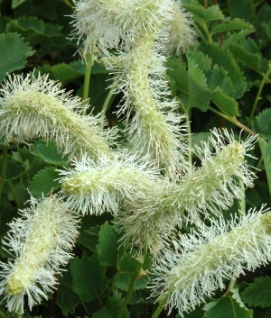 Sanguisorba obtusa 'Alba'