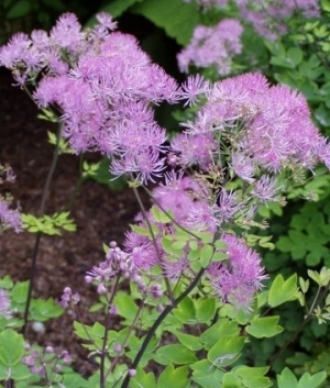 Thalictrum aq. 'Thundercloud'