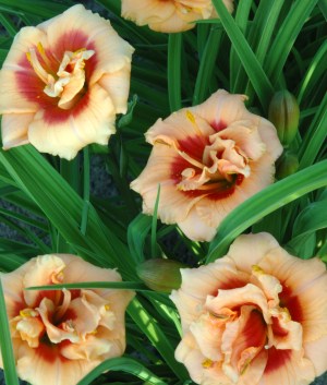 Hemerocallis 'You Angel You'