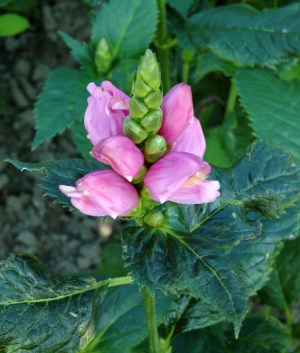 Chelone obliqua