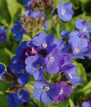 Anchusa az. 'Loddon Royalist'