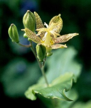 Tricyrtis lat. 'Yellow Sunshine'