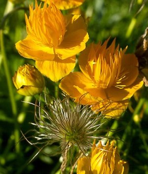 Trollius chin. 'Golden Queen'