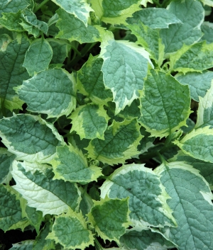 Ajuga incisa  'Frosted Jade'