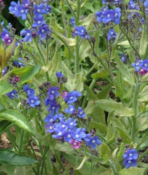 Anchusa az. 'Little John'