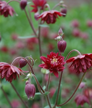 Aquilegia vulg. 'Ruby Port'