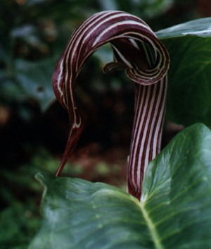 Ariseama fargesii