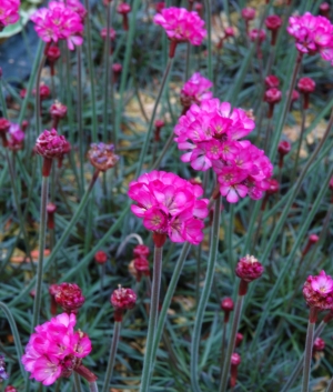 Armeria mar. 'Rubrifolia'