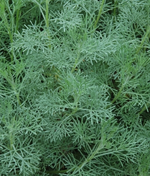 Artemisia abrotanum