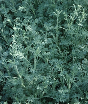 Artemisia 'Little Mice'