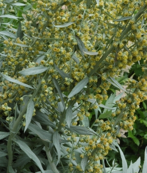 Artemisia lud. 'Valerie Finnis'