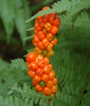 Arum italicum