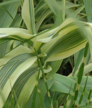 Arundo donax 'Variegata