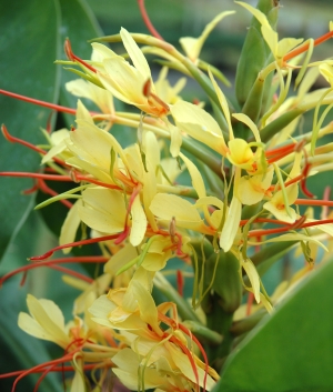 Hedychium gardnerianum